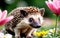 Spring\\\'s Darling Hedgehog Among Flowers