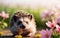 Spring\\\'s Darling Hedgehog Among Flowers