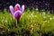 Spring\\\'s Delicate Whisper: Purple Crocus Blooming Amid Raindrops and Moss AI Generated
