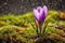 Spring\\\'s Delicate Whisper: Purple Crocus Blooming Amid Raindrops and Moss AI Generated