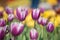 Spring\'s first crocus flowers