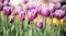 Spring\'s first crocus flowers