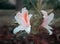 Spring\\\'s Floral Symphony: Rhododendron Blooms in Bushland Beauty