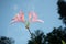 Spring\\\'s Floral Symphony: Rhododendron Blooms in Bushland Beauty