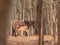 Spring\\\'s New Wonder: Captivating Wild Horse Foal Embarking on Life\\\'s Journey