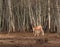 Spring\\\'s New Wonder: Captivating Wild Horse Foal Embarking on Life\\\'s Journey