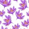 The is spring saffron flower. vector illustration