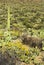 Spring in Saguaro National Park