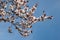 Spring sakura blossom closeup