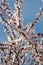 Spring sakura blossom closeup, background