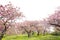 Spring sakura cherry blossoms