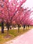 Spring Sakura Trees in Full Pink Bloom at a Serene Park