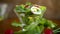 Spring salad with arugula, boiled eggs, fresh radish, salad leaves in a glass bowl