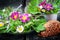 Spring salad, wild herbs, edible flowers