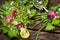 Spring salad - wild herbs, edible flowers and oil