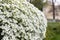 Spring scattering of white Aubrieta flowers among large stones in the garden.