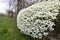 Spring scattering of white Aubrieta flowers among large stones in the garden.