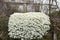 Spring scattering of white Aubrieta flowers among large stones in the garden.