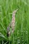 Spring scene of an American Bittern bird in reeds of wetlands