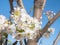 Spring scene of a bouquet of white flowers with purple details on the branches of a Prunus domestica tree