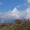 Spring scene in the Himalayas