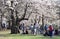 Spring scene of people enjoying the views of white full bloom cherry blossom at High Park, Toronto.