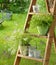 Spring scene  weathered ceramic pots  colourful plant  flowers on steps  country  stairs  breakfast in the garden.