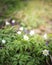 Spring Scene - Wood Anemone Forest Bed. Springtime