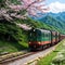 Spring scenery of a local train traveling thru a railway curve by the green wooded mountainside and the white flowers