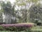 Spring scenery in a park,chengdu,china