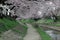 Spring scenery of riverside walkways under a beautiful archway of cherry blossom trees  Sakura Namiki  with reflections