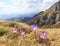 Spring scenery in the Transylvanian Alps, with snow and pine forests