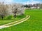 Spring scenic with flowering cherry trees