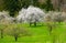 Spring scenic with flowering cherry trees