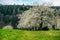 Spring scenic with flowering cherry trees