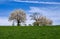 Spring scenic with flowering cherry trees