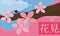 Spring Scenic View of Cherry Flowers in Branch in Hanami, Vector Illustration