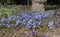 Spring scilla squill flowers in sunlight