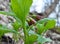 In spring, Scopolia carniolica blooms in the forest