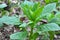 In spring, Scopolia carniolica blooms in the forest