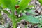 In spring, Scopolia carniolica blooms in the forest