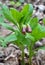 In spring, Scopolia carniolica blooms in the forest