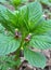 In spring, Scopolia carniolica blooms in the forest