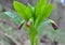 In spring, Scopolia carniolica blooms in the forest