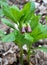 In spring, Scopolia carniolica blooms in the forest