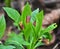 In spring, Scopolia carniolica blooms in the forest