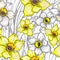 Spring seamless pattern with flowers of Narcissus, Daffodils, jonquil.