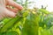 Spring season, cherry tree, close-ups of insects aphid pests