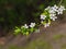 When spring season come white flowers on the fruit tree branches