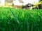 Spring season sunny lawn mowing in the garden. Lawn blur with soft light for background